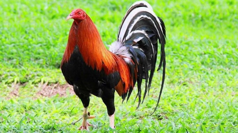 Top 1 - Gà đá cựa sắt Kelso